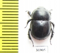 Odontotrypes xinluhaiensis  China - INSECTS-STORE.RU
