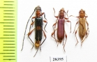 Cerambycidae sp.  Zimbabwe - INSECTS-STORE.RU
