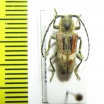 Cerambycidae sp.  Congo - INSECTS-STORE.RU