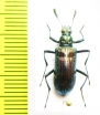 Tenebrionidae sp.  Vietnam - INSECTS-STORE.RU