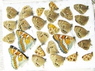 Lepidoptera sp.  Russia, Tver reg. - INSECTS-STORE.RU
