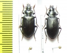 Carabidae sp.  Bolivia - INSECTS-STORE.RU