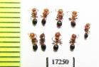 Formicidae sp.  Russia, Krasnodar reg. - INSECTS-STORE.RU