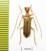 Vesperus sp.  Spain - INSECTS-STORE.RU