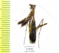 Mantodea sp.  Madagascar - INSECTS-STORE.RU