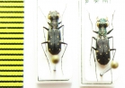 Cylindera viridilabris, pair  Nepal - INSECTS-STORE.RU
