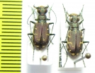 Cicindela repanda  USA - INSECTS-STORE.RU