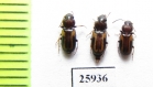 Carabidae sp.  South Africa Rep. - INSECTS-STORE.RU