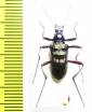 Tenebrionidae sp.  Vietnam - INSECTS-STORE.RU