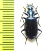 Carabidae sp.  Malaysia, Borneo - INSECTS-STORE.RU