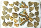 Lepidoptera sp.  Russia, Tver reg. - INSECTS-STORE.RU