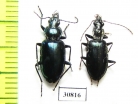 Carabidae sp.  Peru - INSECTS-STORE.RU