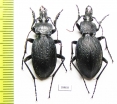 Carabus (Megodontus) gyllenhali, pair  Russia, Crimea - INSECTS-STORE.RU