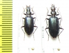 Carabidae sp.  Bolivia - INSECTS-STORE.RU