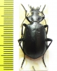 Calosoma reitteri  Kazakhstan - INSECTS-STORE.RU