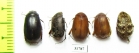 Melolonthinae sp.  Nepal - INSECTS-STORE.RU