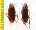 Blattodea sp.  India - INSECTS-STORE.RU