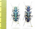 Cicindela fleutiauxi, pair  Nepal - INSECTS-STORE.RU