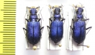 Cicindela coerulea, pair  Kazakhstan - INSECTS-STORE.RU
