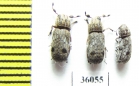 Anthribidae sp., pair  Thailand - INSECTS-STORE.RU