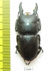 Dorcus sp.  Indonesia, Java - INSECTS-STORE.RU