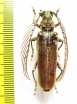 Cyriopalus sp.  Malaysia, Borneo - INSECTS-STORE.RU