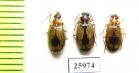 Carabidae sp.  South Africa Rep. - INSECTS-STORE.RU