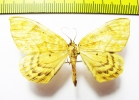 Gandaritis fixseni  Russia, Far East - INSECTS-STORE.RU
