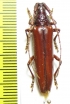 Cerambycidae sp.  Brasilia - INSECTS-STORE.RU