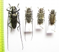 Monochamus sartor, M.galloprovincialis, M.g.pistor  Russia - INSECTS-STORE.RU