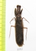 Mantodea sp.  Angola - INSECTS-STORE.RU