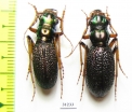 Megacephala regalis ssp., pair  Zambia - INSECTS-STORE.RU