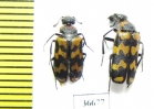 Meloidae sp.  South Africa Rep. - INSECTS-STORE.RU