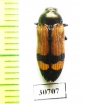 Castiarina tigris  Australia - INSECTS-STORE.RU