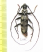 Cerambycidae sp.  Zimbabwe - INSECTS-STORE.RU