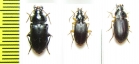 Carabidae sp.  South Africa Rep. - INSECTS-STORE.RU