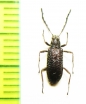 Tenebrionidae sp.  Malaysia - INSECTS-STORE.RU