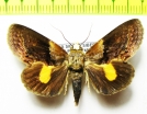 Noctuidae sp.  Bolivia - INSECTS-STORE.RU