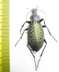 Carabus (Coptolabrus) formosus brockmanni  China - INSECTS-STORE.RU