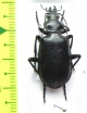 Calosoma reitteri  Kazakhstan - INSECTS-STORE.RU