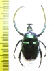 Neoscelis dohrni  Mexico 29mm - INSECTS-STORE.RU