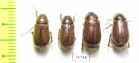 Melolonthinae sp., pair  Nepal - INSECTS-STORE.RU
