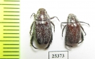 Rutelinae sp.  South Africa Rep. - INSECTS-STORE.RU