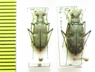 Lophyra angulata, pair  Nepal - INSECTS-STORE.RU
