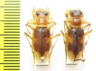 Phaeoxantha sp.  Brasilia - INSECTS-STORE.RU