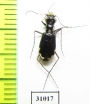 Cicindela scabrosa  USA - INSECTS-STORE.RU