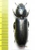 Trogossitidae sp.  South Africa Rep. 37mm - INSECTS-STORE.RU