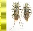 Cerambycidae sp., pair  South Africa Rep. - INSECTS-STORE.RU