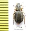 Graphipterus sp.  South Africa Rep. - INSECTS-STORE.RU