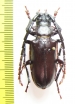Dorysthenes sp.  Malaysia, Borneo - INSECTS-STORE.RU